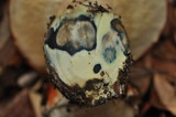 Leccinum manzanitae image