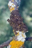 Melanohalea multispora image
