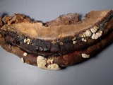 Sphaerostilbella berkeleyana image