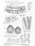 Sphaerostilbella berkeleyana image