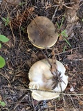 Melanoleuca evenosa image