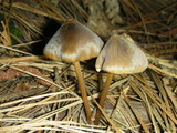 Entoloma hirtipes image