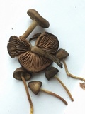 Nolanea verna var. isodiametrica image