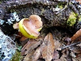 Aureoboletus auriporus image