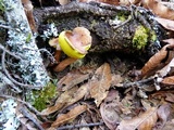 Aureoboletus auriporus image