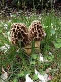 Morchella prava image