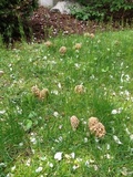Morchella prava image