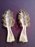 Morchella prava image