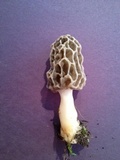 Morchella prava image