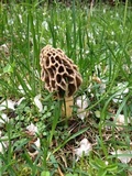 Morchella prava image