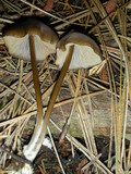 Entoloma hirtipes image