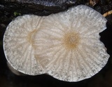 Pseudohiatula irrorata image