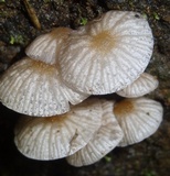 Pseudohiatula irrorata image