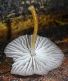 Pseudohiatula irrorata image