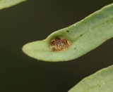 Ravenelia arizonica image