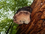 Phellinus igniarius image