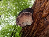 Phellinus igniarius image