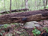 Phellinus igniarius image