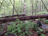 Phellinus igniarius image