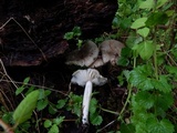 Megacollybia rodmanii image