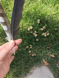 Panaeolus cinctulus image