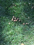 Panaeolus cinctulus image