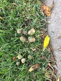 Panaeolus cinctulus image