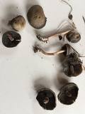Panaeolus cinctulus image