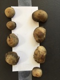 Panaeolus cinctulus image