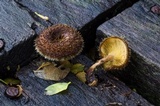 Lentinus berteroi image