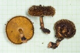Lentinus berteroi image