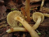 Kuehneromyces marginellus image