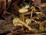 Kuehneromyces marginellus image