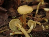 Kuehneromyces marginellus image