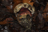 Rubroboletus eastwoodiae image