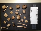 Panaeolus cinctulus image