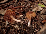 Cortinarius decipiens image