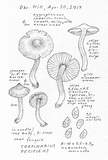 Cortinarius decipiens image