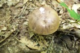 Tylopilus plumbeoviolaceus image