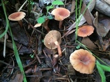 Lactarius volemus image