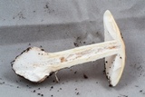 Amanita praecox image