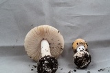 Amanita praecox image