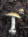 Amanita praecox image