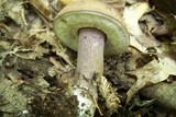 Tylopilus plumbeoviolaceus image