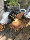 Pleurotus eryngii image