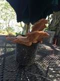 Pleurotus eryngii image