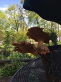 Pleurotus eryngii image