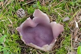 Sarcosphaera crassa image