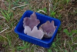Sarcosphaera crassa image