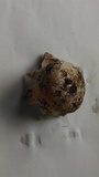 Sarcosphaera crassa image